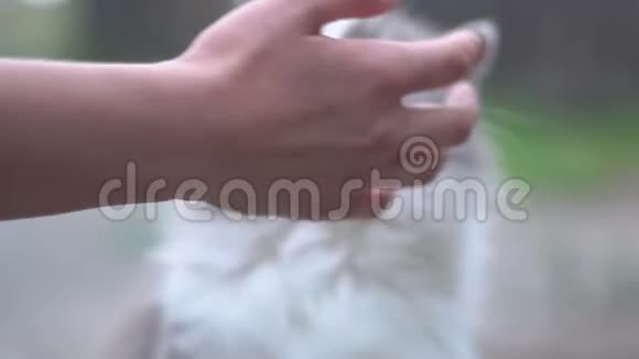 一个年轻女孩的手和一只灰色的猫玩他用舌头舔它视频的预览图