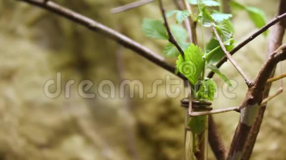 走棍虫大自然背景下树叶上暹罗巨棒昆虫的形象昆虫动物视频的预览图