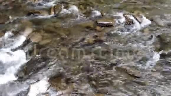 在乌克兰喀尔巴阡山一条山河的强烈溪流在绿色森林附近流动视频的预览图