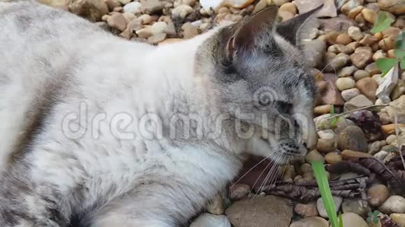 打哈欠的暹罗猫躺在石头上的大自然慢动作特写视频的预览图