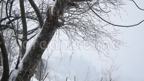 季节性大雪视频的预览图
