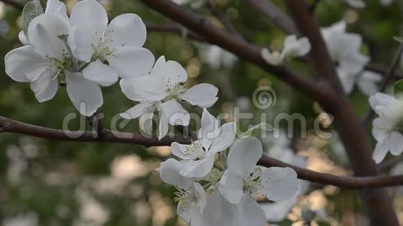 苹果树的枝条在花园里绽放阳光和树视频的预览图