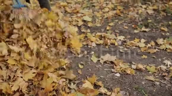 秋天在树叶里烤清理黄叶的特写视频的预览图