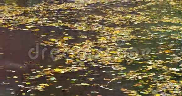 秋季水面落叶视频的预览图