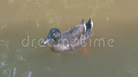 鸭子在池塘里鸭子在阳光明媚的日子里在水里游泳视频的预览图