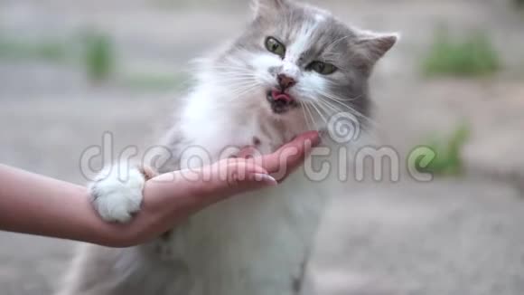 一个年轻女孩的手和一只灰色的猫玩他用舌头舔它视频的预览图