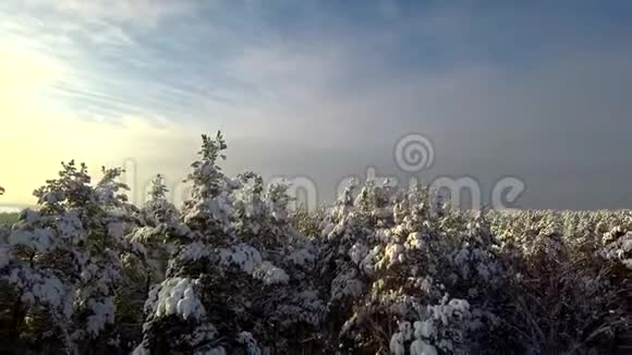 鸟瞰冬林镜头移离雪中树视频的预览图