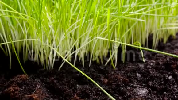 新鲜绿色肥沃的农业植物视频的预览图