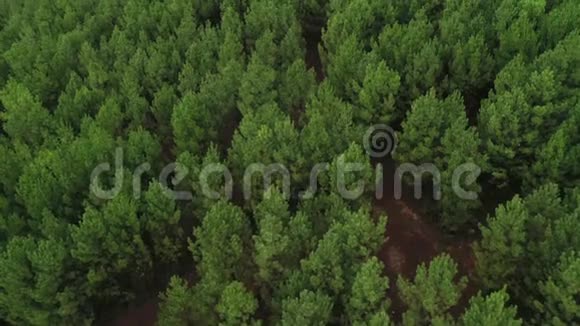 从一架无人机飞过一片松树林视频的预览图