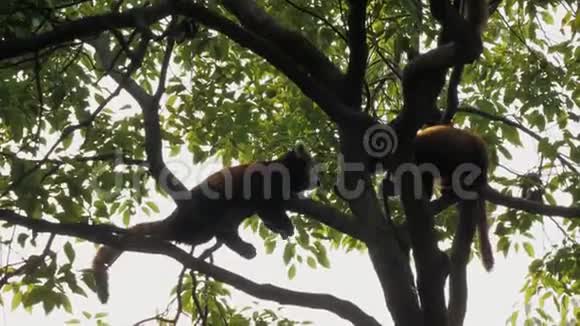 在温暖的晴天濒危的红熊坐在树上视频的预览图