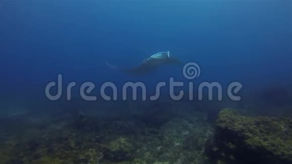 大曼塔在蓝水中游泳到阳光下的海面和平曼塔雷滑翔视频的预览图