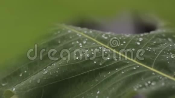 特写镜头的叶子上滴着雨绿叶雨滴视频的预览图
