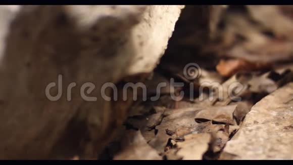 玫瑰金龟子花金龟子绿视频的预览图