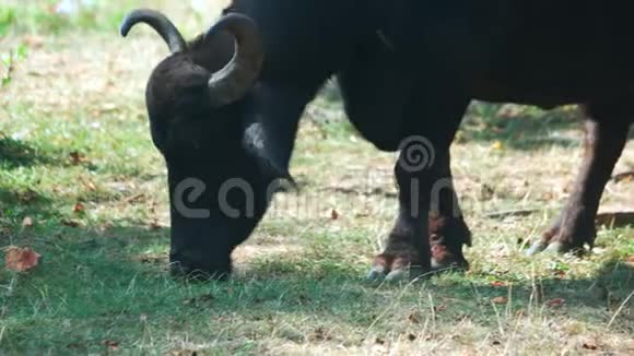 大黑牛在牧场上吃草视频的预览图