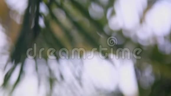美丽的冥想热带雨幕保护棕榈叶视频的预览图