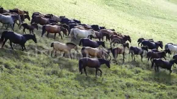 在山上奔跑的马群视频的预览图