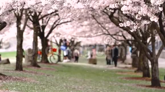 两排树上盛开的樱花视频的预览图