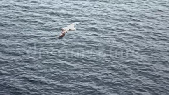 动作缓慢地中海上常见海鸥的俯视图视频的预览图