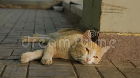 红猫躺在街上尽情享受视频的预览图