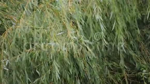 夏日的微风吹拂着柳树上长长的缕缕视频的预览图