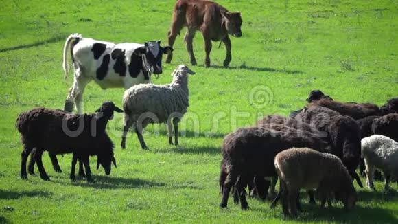 在牧场放牧的绵羊和小牛视频的预览图