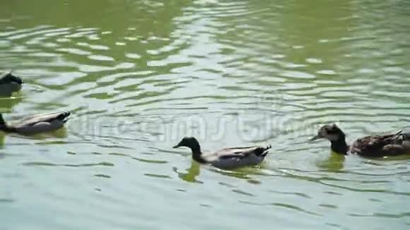 鸭子在公园池塘里游泳和潜水视频的预览图