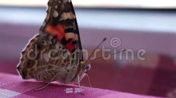 美丽的蝴蝶是鳞翅目目的昆虫宏观模式视频的预览图