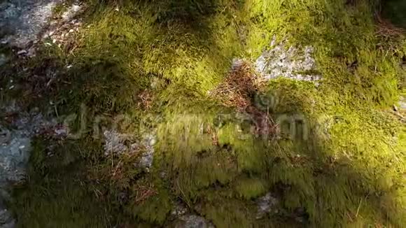 美丽的近景的石头过度生长的绿色苔藓美丽的自然背景视频的预览图