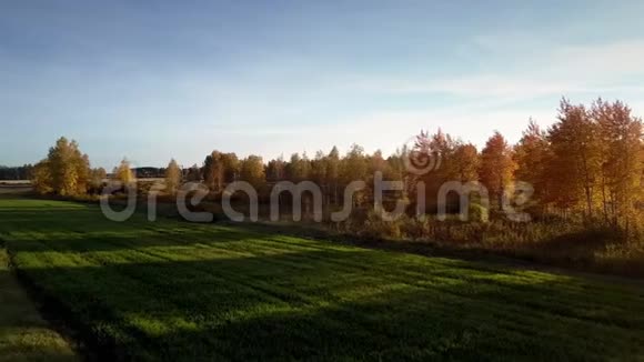 桦树在傍晚的阳光下在田野上留下长长的影子视频的预览图