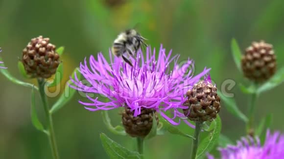 大黄蜂飞向褐色的花动作缓慢视频的预览图