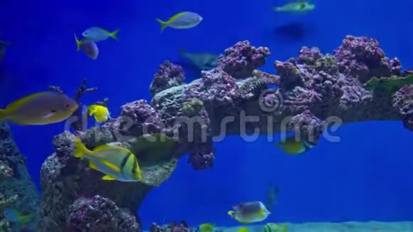 大型水族馆中的热带海洋鱼类视频的预览图