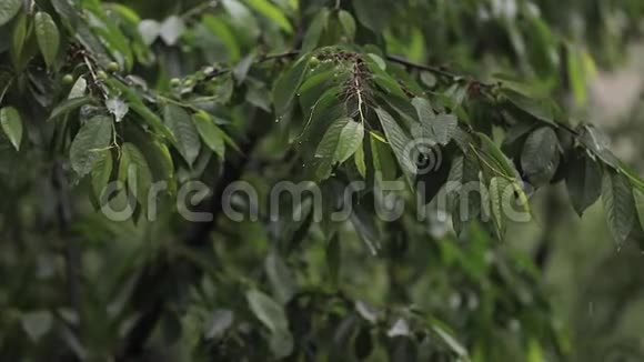 雨点落在樱桃树的绿叶上视频的预览图