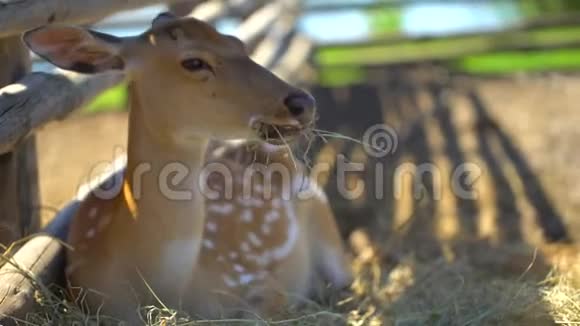 可爱的小鹿村里农场里自由活动的美丽的年轻鹿农业家禽养殖场粮食农村视频的预览图