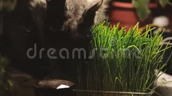 吃猫的燕麦发芽了视频的预览图