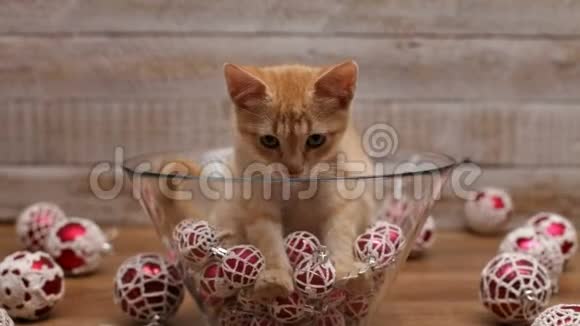 可爱的小猫坐在玻璃碗里装饰着圣诞球视频的预览图