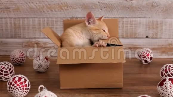 猫在纸板箱里玩耍周围是圣诞装饰视频的预览图