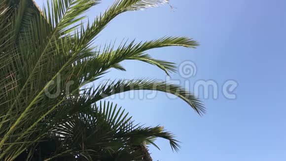 棕榈叶在风中摇摆视频的预览图
