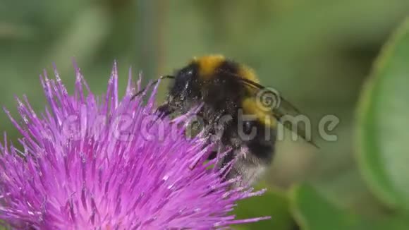大黄蜂在一朵普通的蓟花上视频的预览图