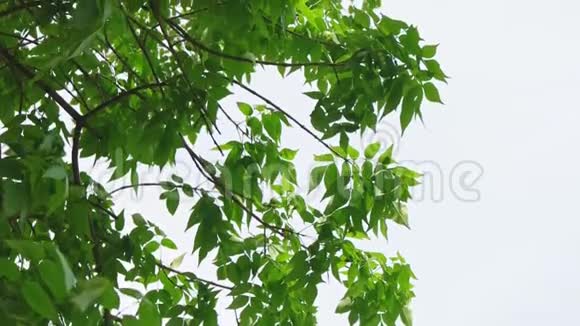 栗树叶冠状倾斜射向晴空斜斜视频的预览图