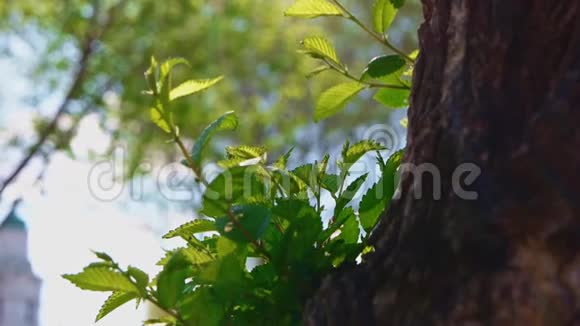 幼枝长在榆树树干上视频的预览图