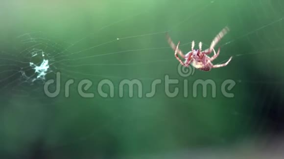慢动作织网蜘蛛网上的特写十字蜘蛛视频的预览图
