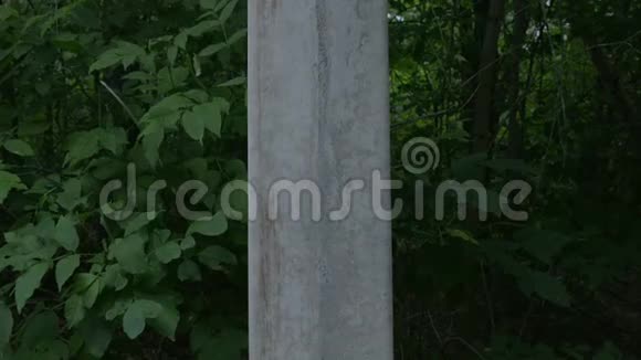 一片漆黑茂密的野林中孤独的混凝土柱子视频的预览图