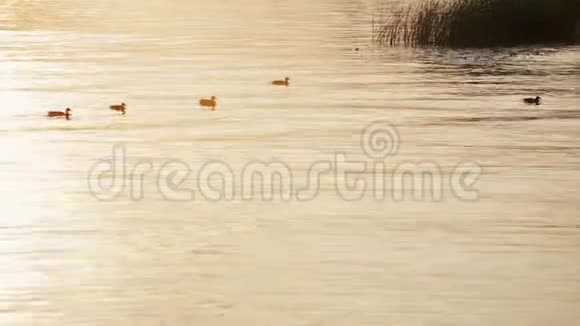野鸭在夕阳下用金色的水在湖中游泳视频的预览图