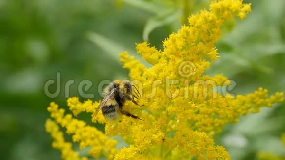 大黄蜂在黄金棒的花朵上视频的预览图