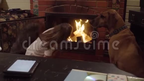 带着狗的女孩靠近壁炉视频的预览图