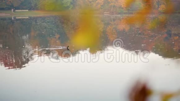 秋叶模糊框架池塘游鸭视频的预览图