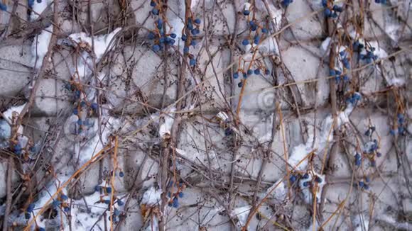 特写干燥的蓝色葡萄在裸露的树枝上的灌木在雪下在砖墙的背景上冬天寒冷下雪视频的预览图