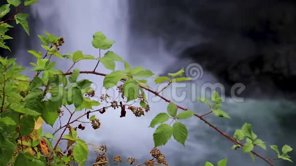 大瀑布前挂着绿色藤蔓植物视频的预览图
