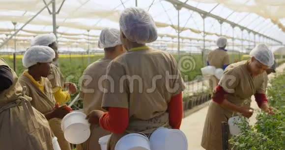 在蓝莓农场工作的工人4K视频的预览图