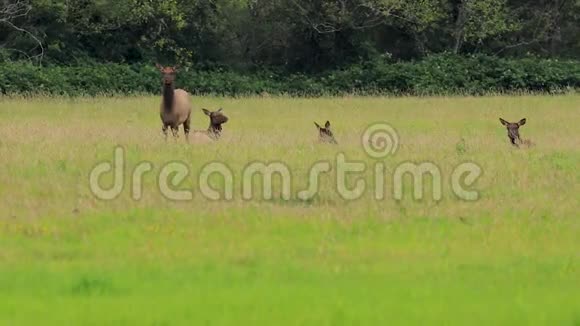 一群麋鹿躺在草地上当一个警卫视频的预览图